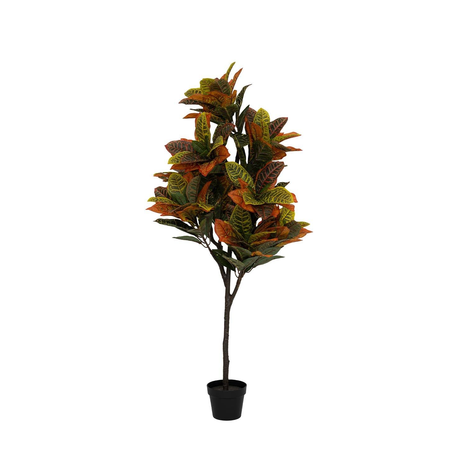 Codiaeum műnövény