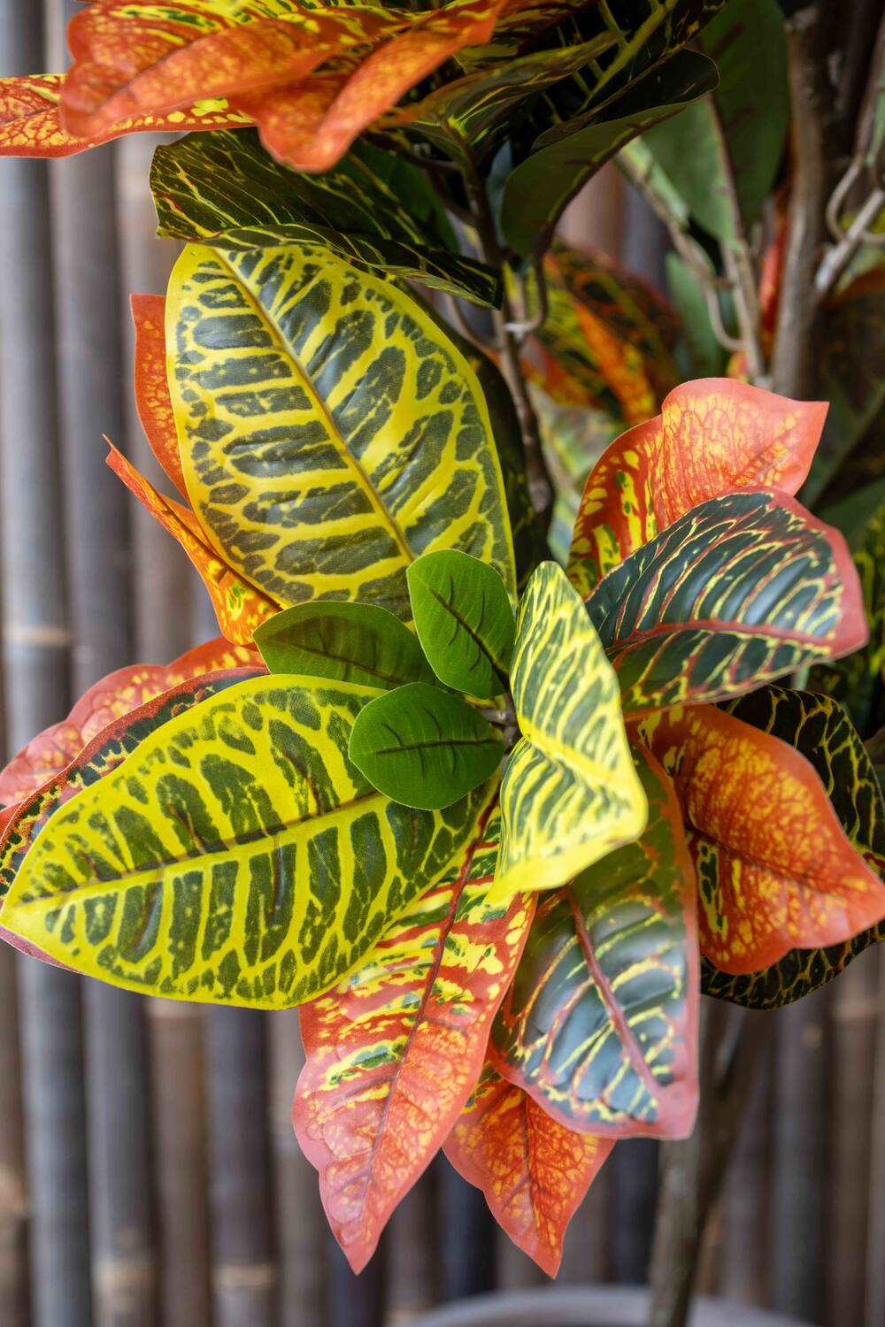 Codiaeum műnövény
