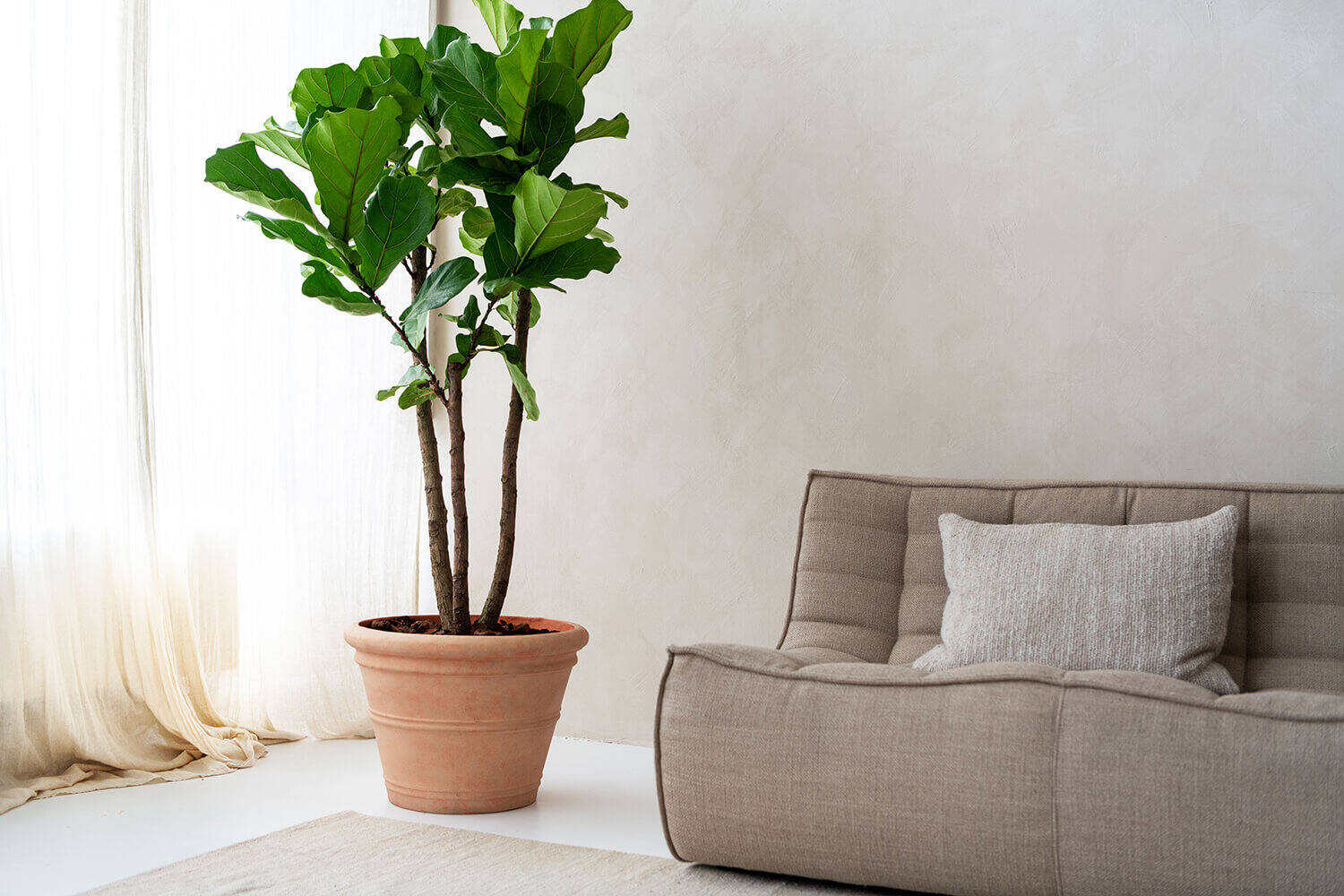 Ficus Lyrata műnövény
