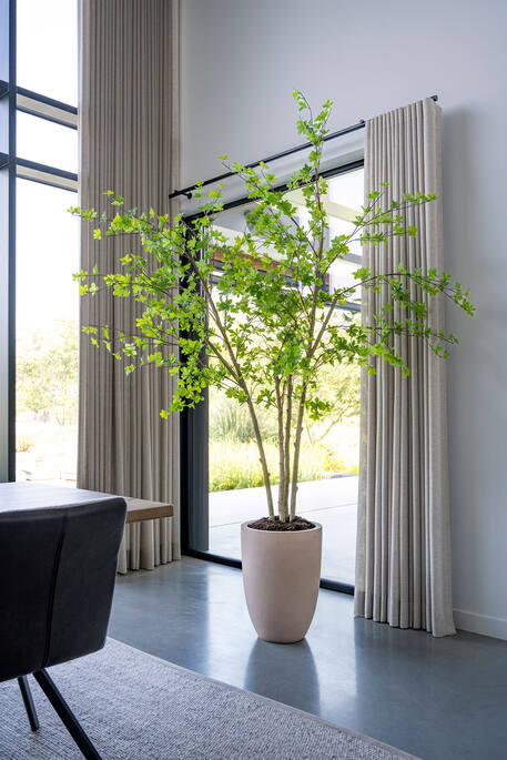 Enkianthus perulatus műnövény