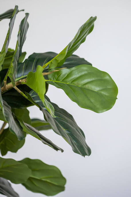 Ficus Lyrata műnövény
