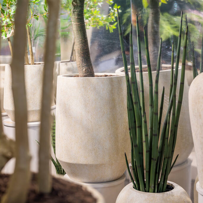 Sansevieria anyósnyelv műnövény