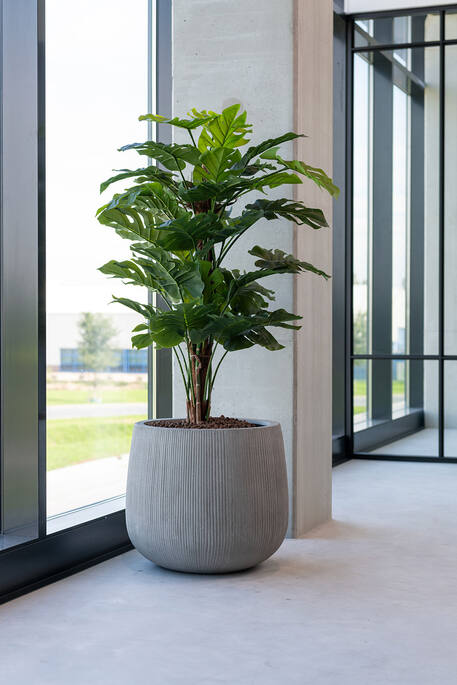 Monstera Pertusum műnövény