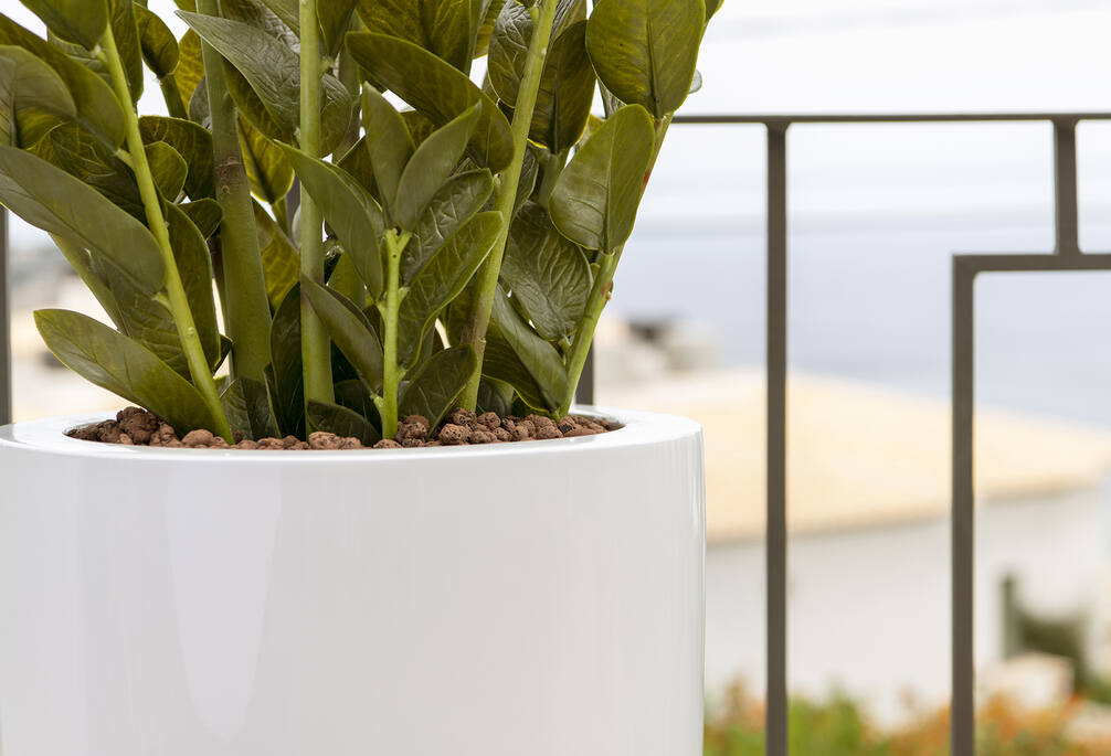 Zamioculcas műnövény