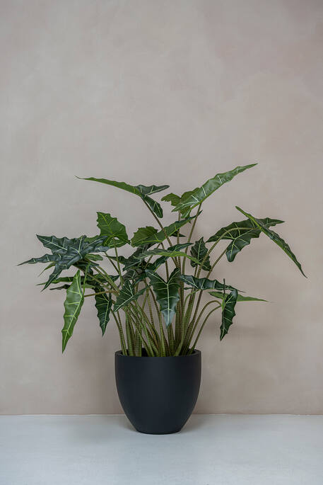 Alocasia taro műnövény