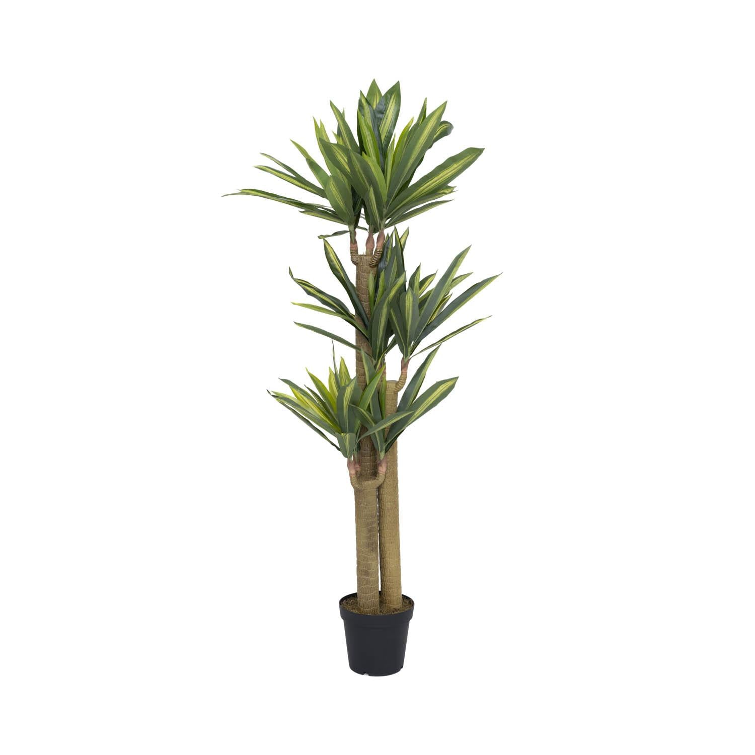 Dracena műnövény