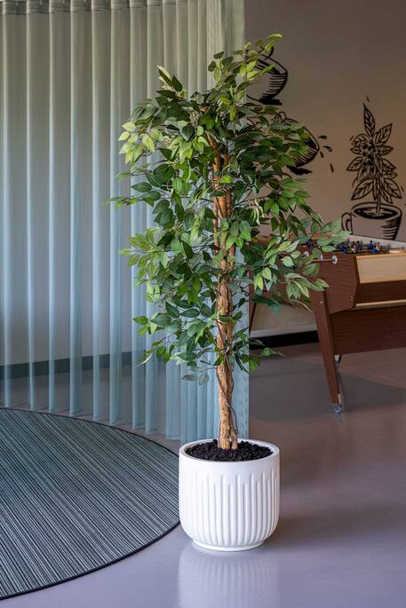 Ficus tree műnövény