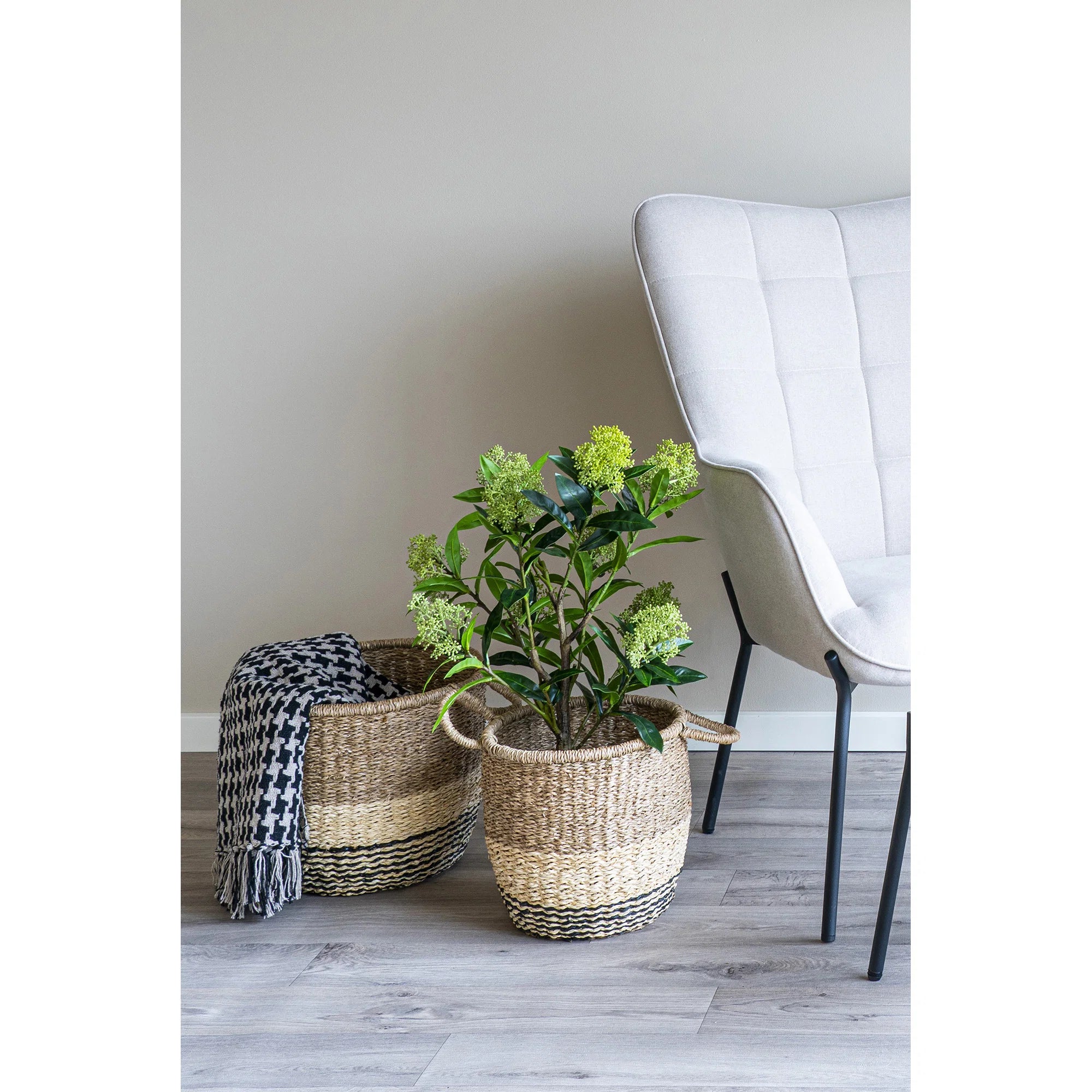 Skimmia (Dérbabér) műnövény 75 cm