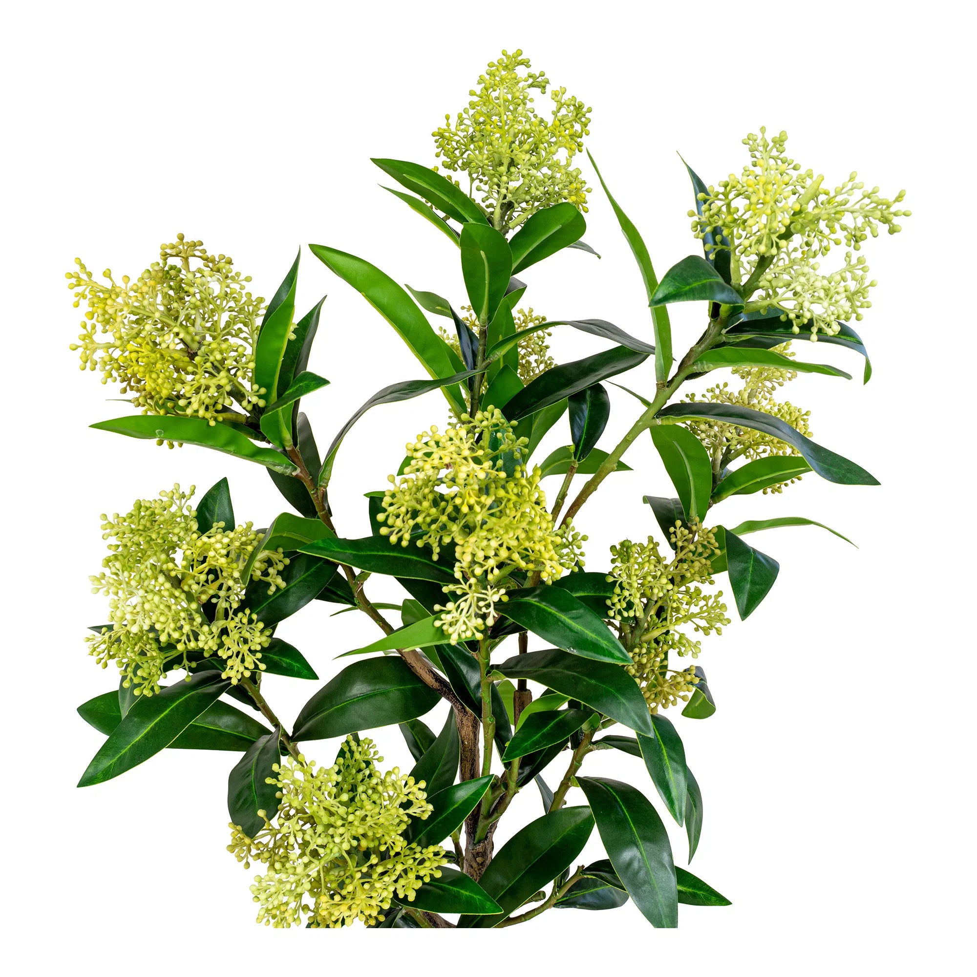 Skimmia (Dérbabér) műnövény 75 cm