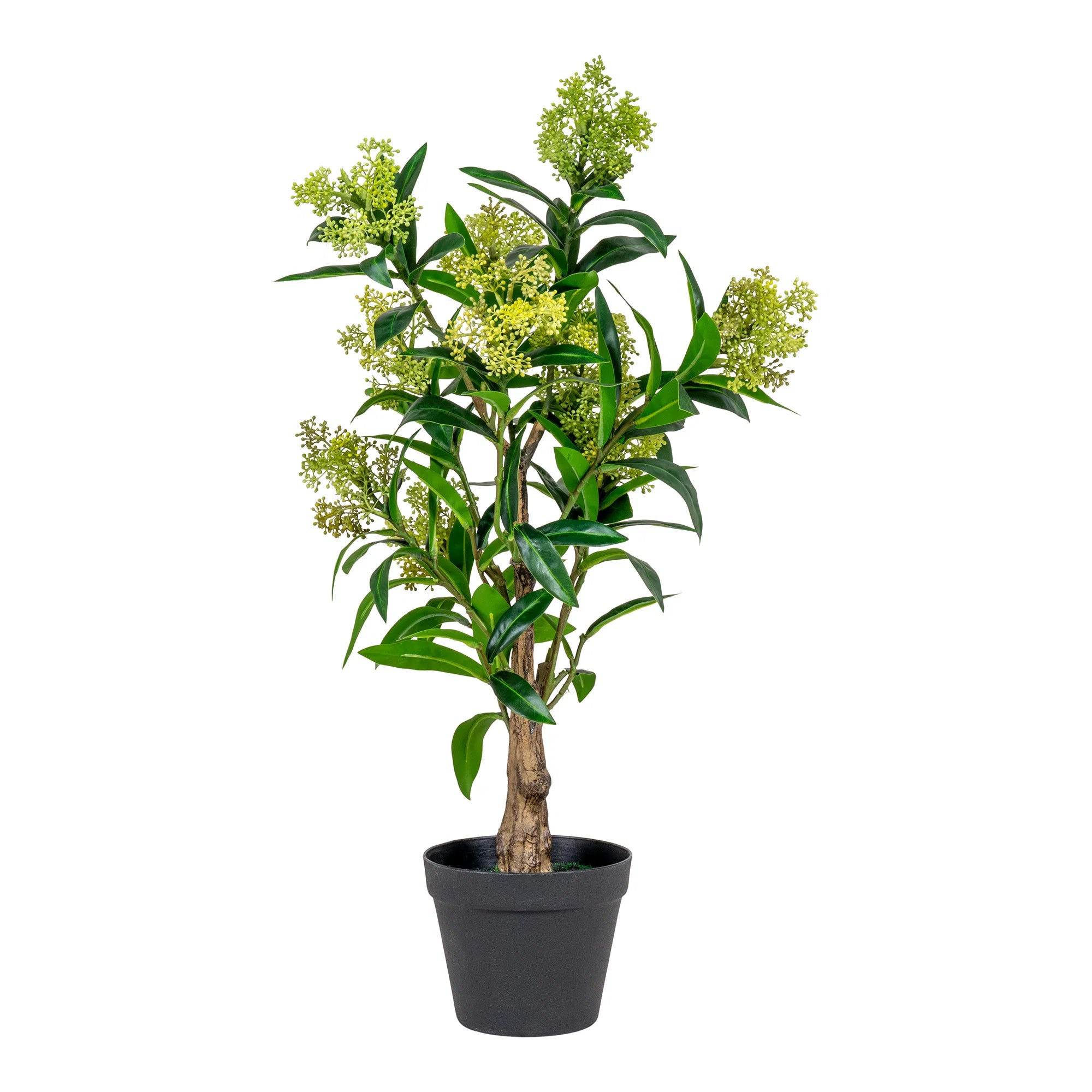 Skimmia (Dérbabér) műnövény 75 cm