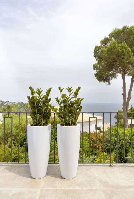 Zamioculcas műnövény