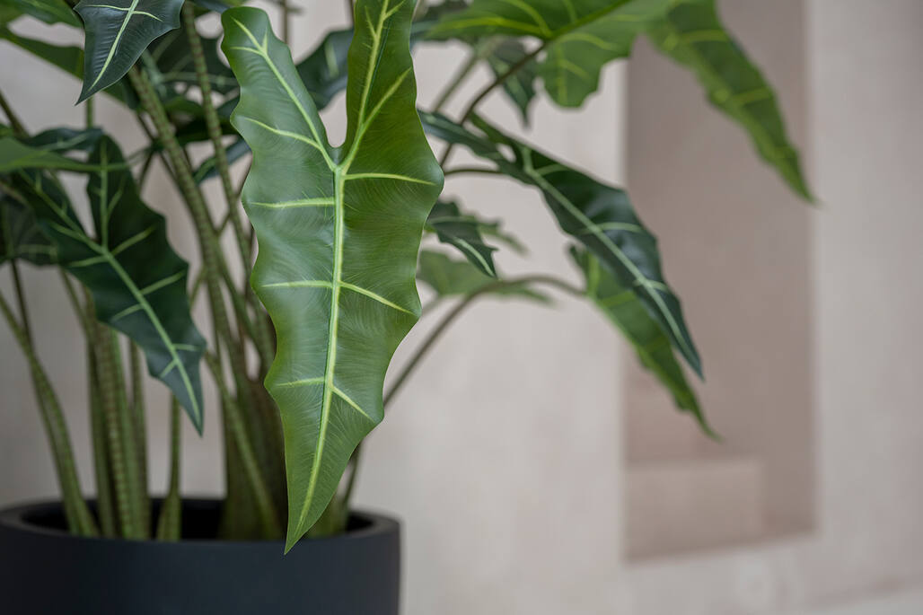 Alocasia taro műnövény