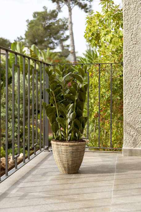 Zamioculcas műnövény