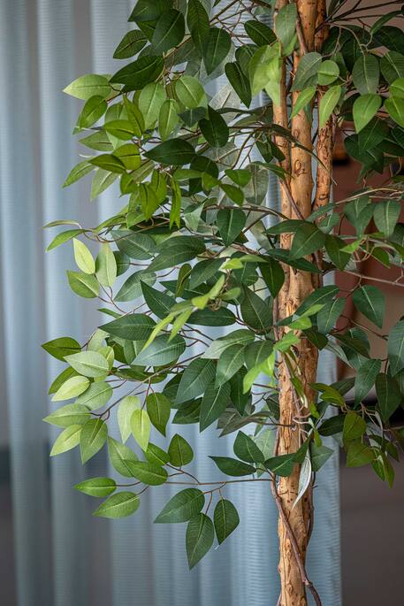 Ficus tree műnövény