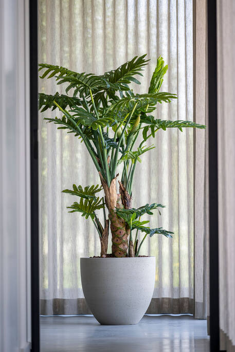 Philodendron műnövény