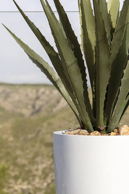 Agave műnövény
