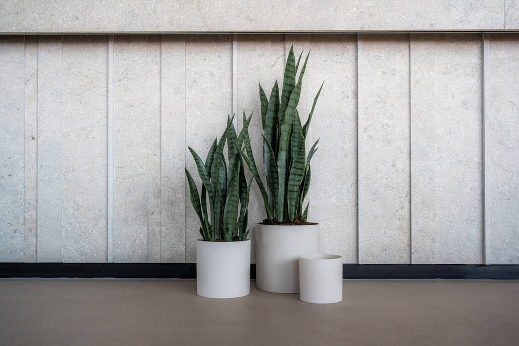 Sansevieria műnövény