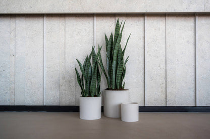Sansevieria műnövény