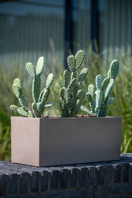 Cactus Opuntia műnövény