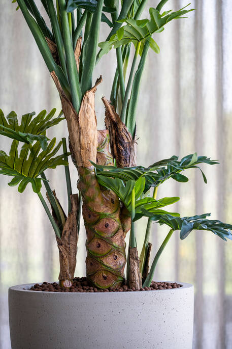 Philodendron műnövény