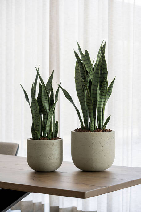 Sansevieria műnövény