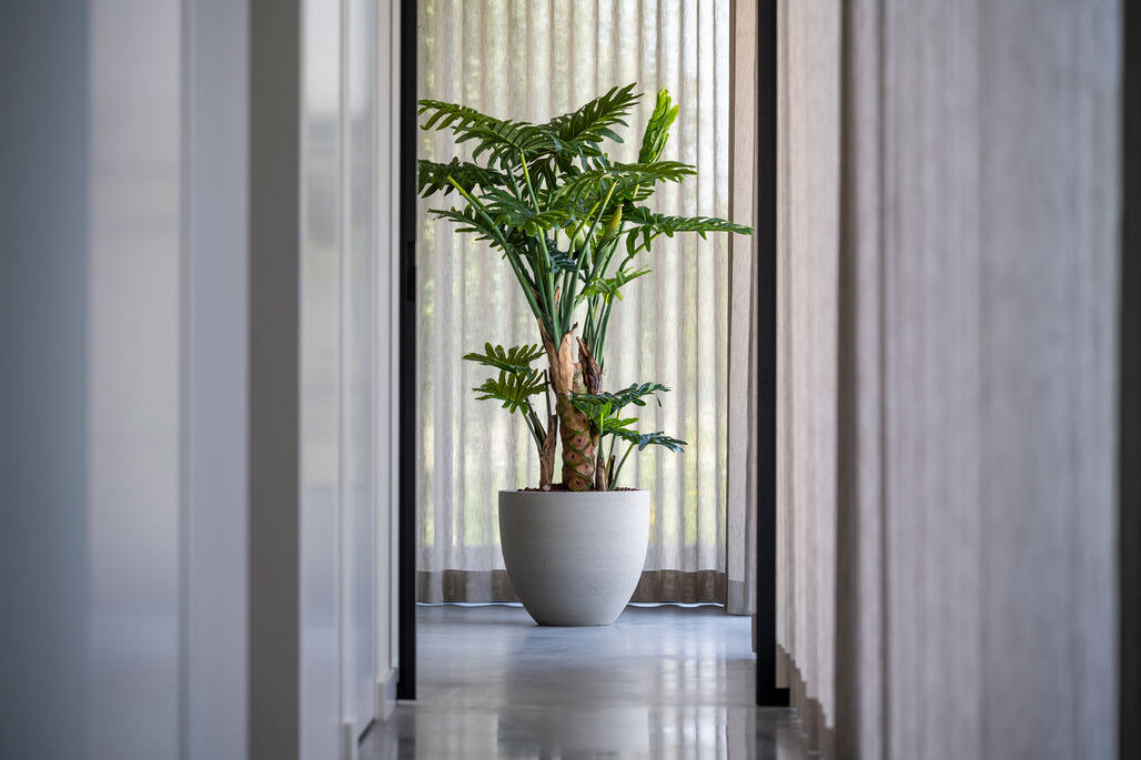 Philodendron műnövény