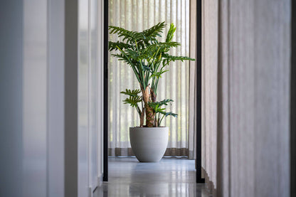 Philodendron műnövény