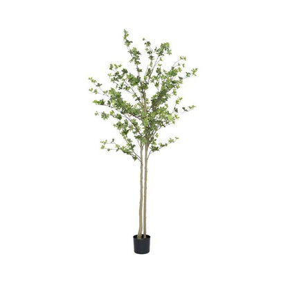 Enkianthus perulatus műnövény