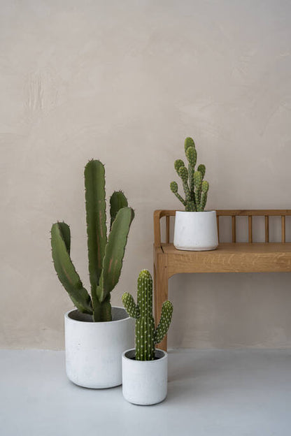 Cactus Saguaro műnövény