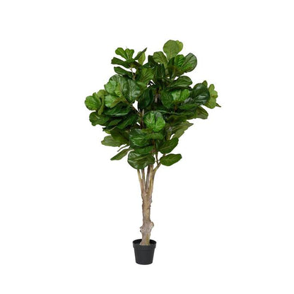 Ficus Lyrata műnövény