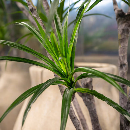 Dracaena Marginata  műnövény