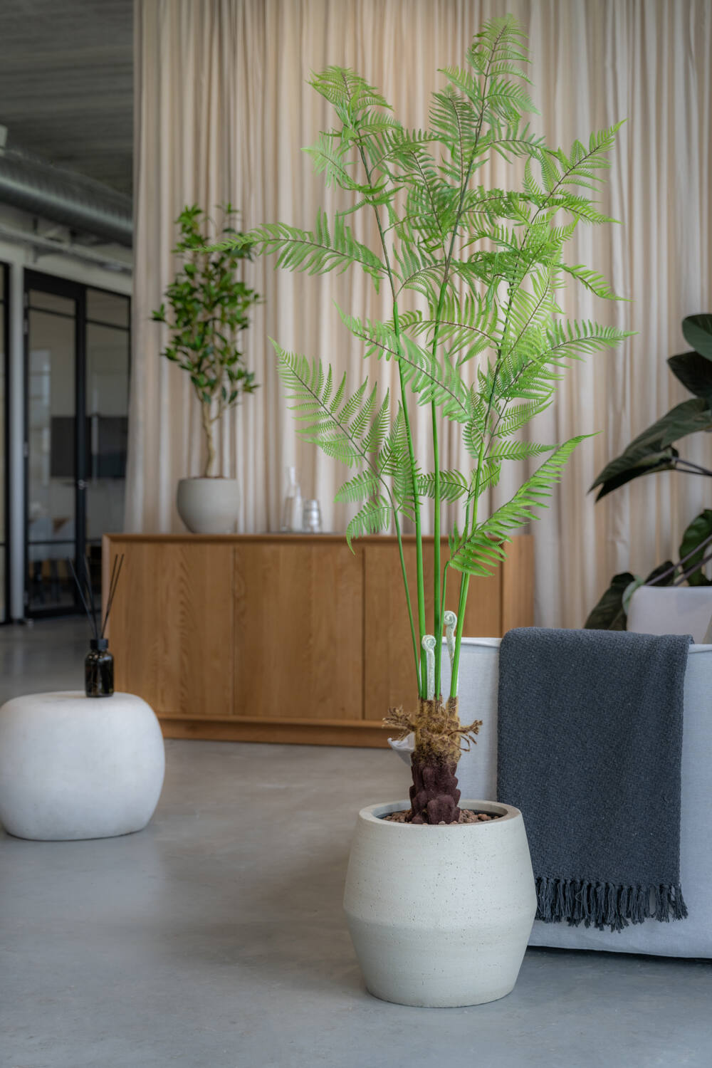 Fern páfrány műnövény