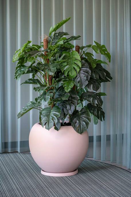 Monstera Pertusum műnövény