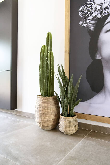 Sansevieria műnövény