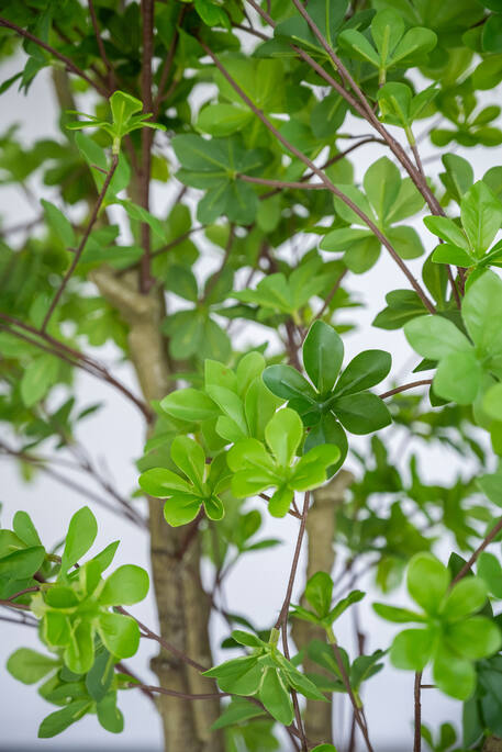 Enkianthus perulatus műnövény