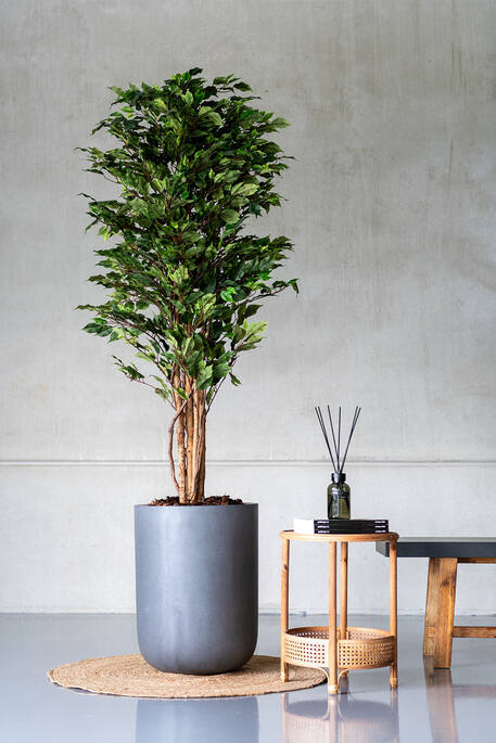 Ficus tree műnövény