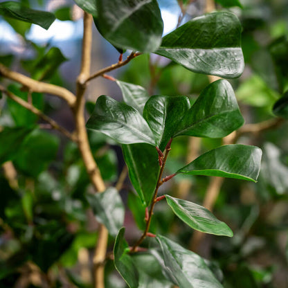 Ficus Triangularis L műnövény
