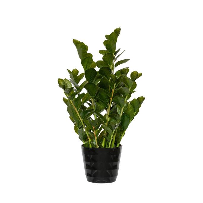 Zamioculcas műnövény