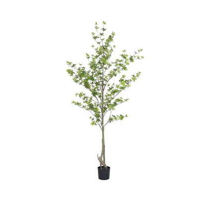 Enkianthus perulatus műnövény