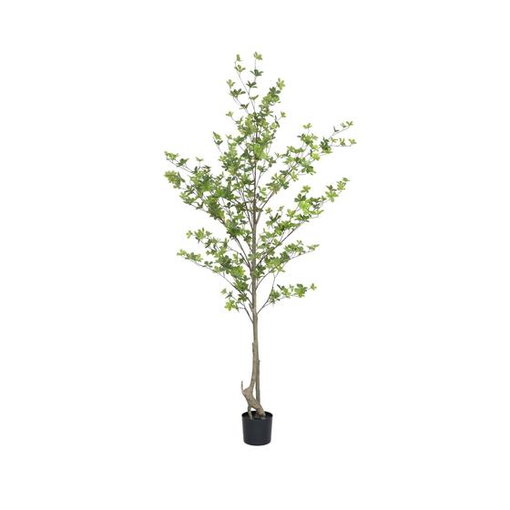 Enkianthus perulatus műnövény