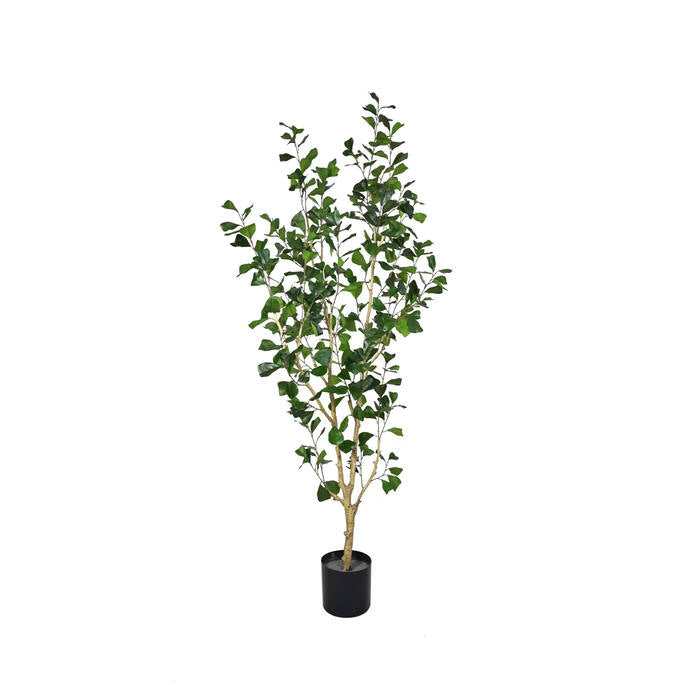 Ficus Triangularis L műnövény