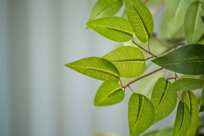 Ficus tree műnövény