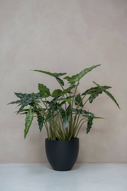 Alocasia taro műnövény