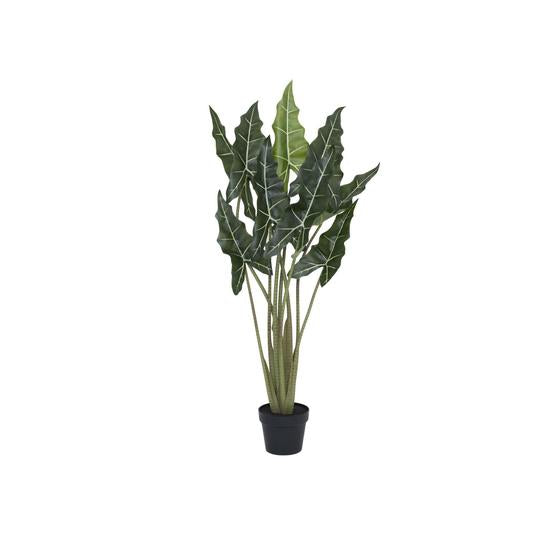 Alocasia taro műnövény