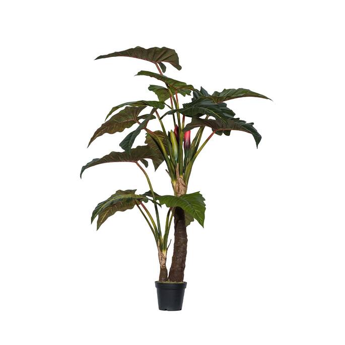 Alocasia műnövény