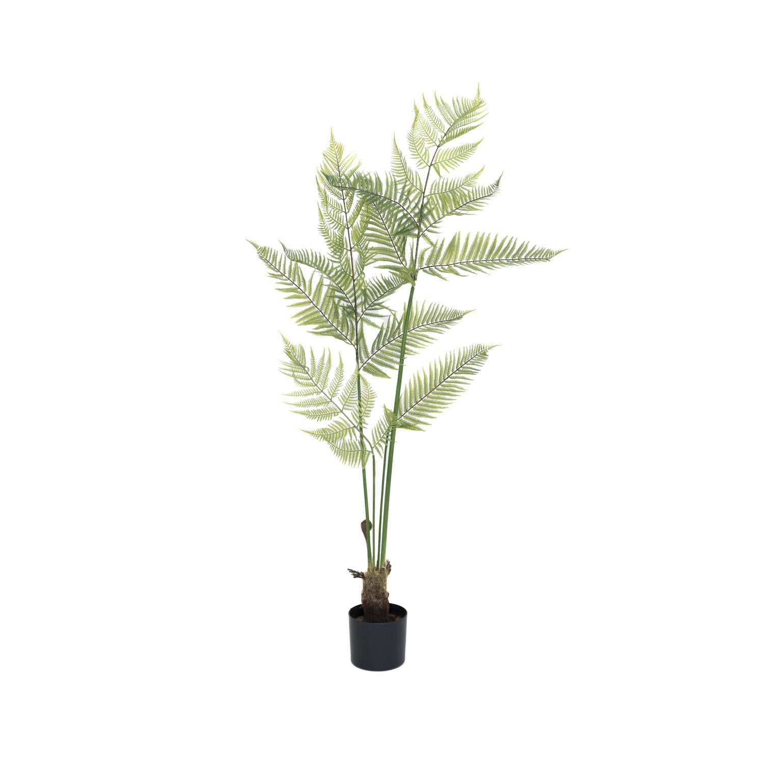 Fern páfrány műnövény