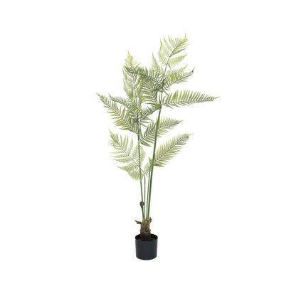 Fern páfrány műnövény