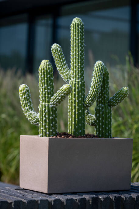 Cactus Saguaro műnövény