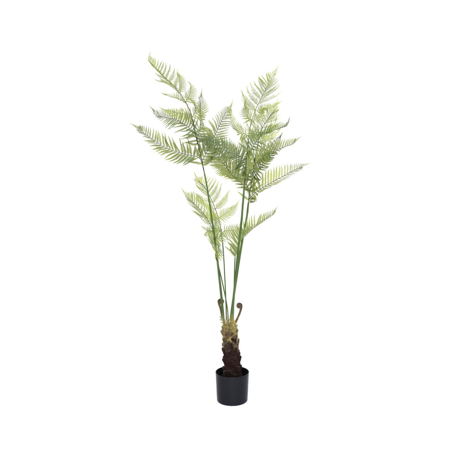 Fern páfrány műnövény