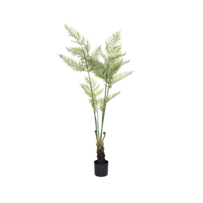 Fern páfrány műnövény